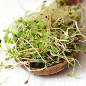 Alfalfa sprouts