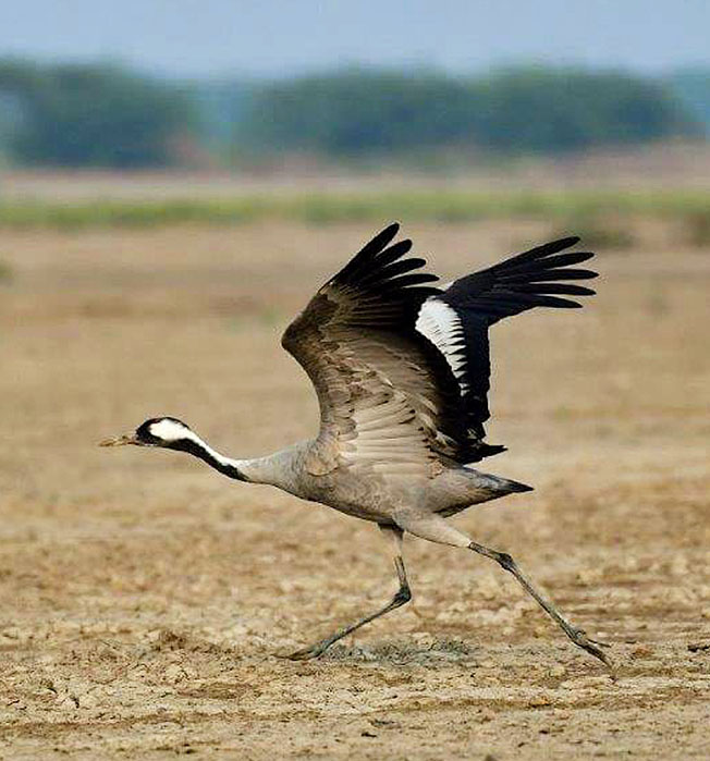 Birding Above Kutch